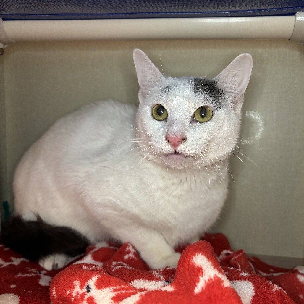 Cannoli, an adoptable Domestic Short Hair in Fort Collins, CO, 80524 | Photo Image 3