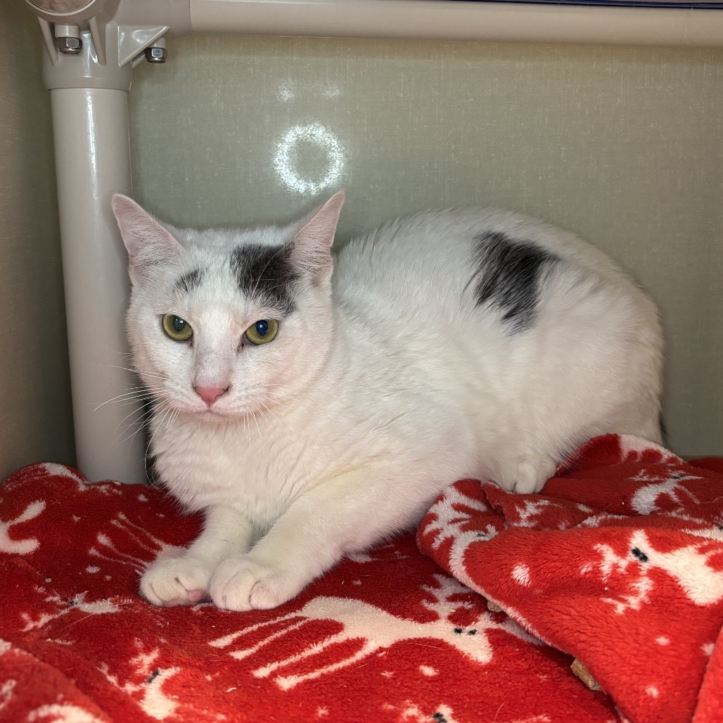 Cannoli, an adoptable Domestic Short Hair in Fort Collins, CO, 80524 | Photo Image 4