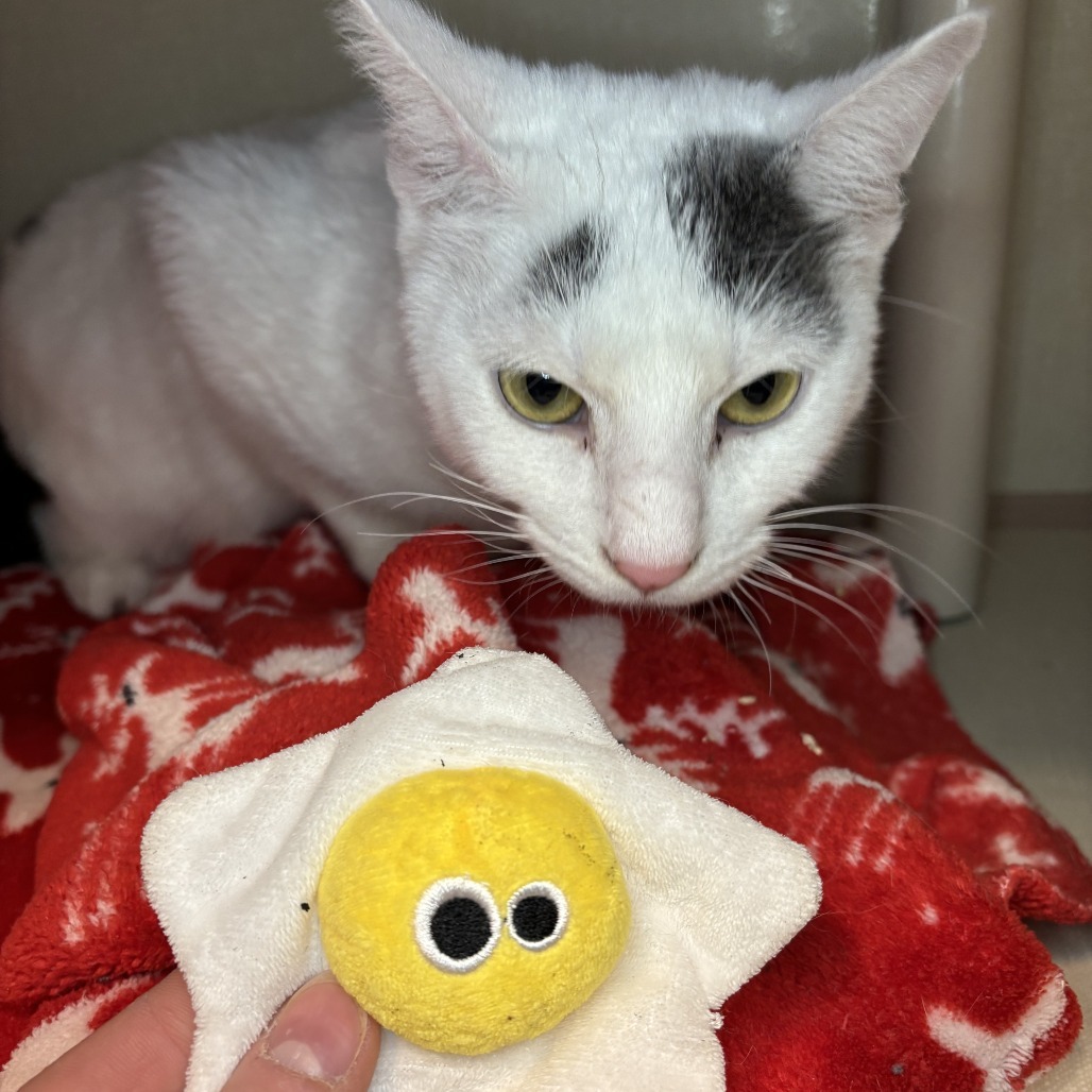 Cannoli, an adoptable Domestic Short Hair in Fort Collins, CO, 80524 | Photo Image 5
