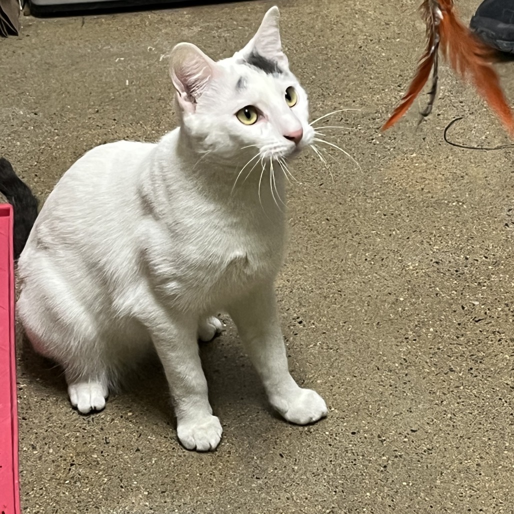 Cannoli, an adoptable Domestic Short Hair in Fort Collins, CO, 80524 | Photo Image 6