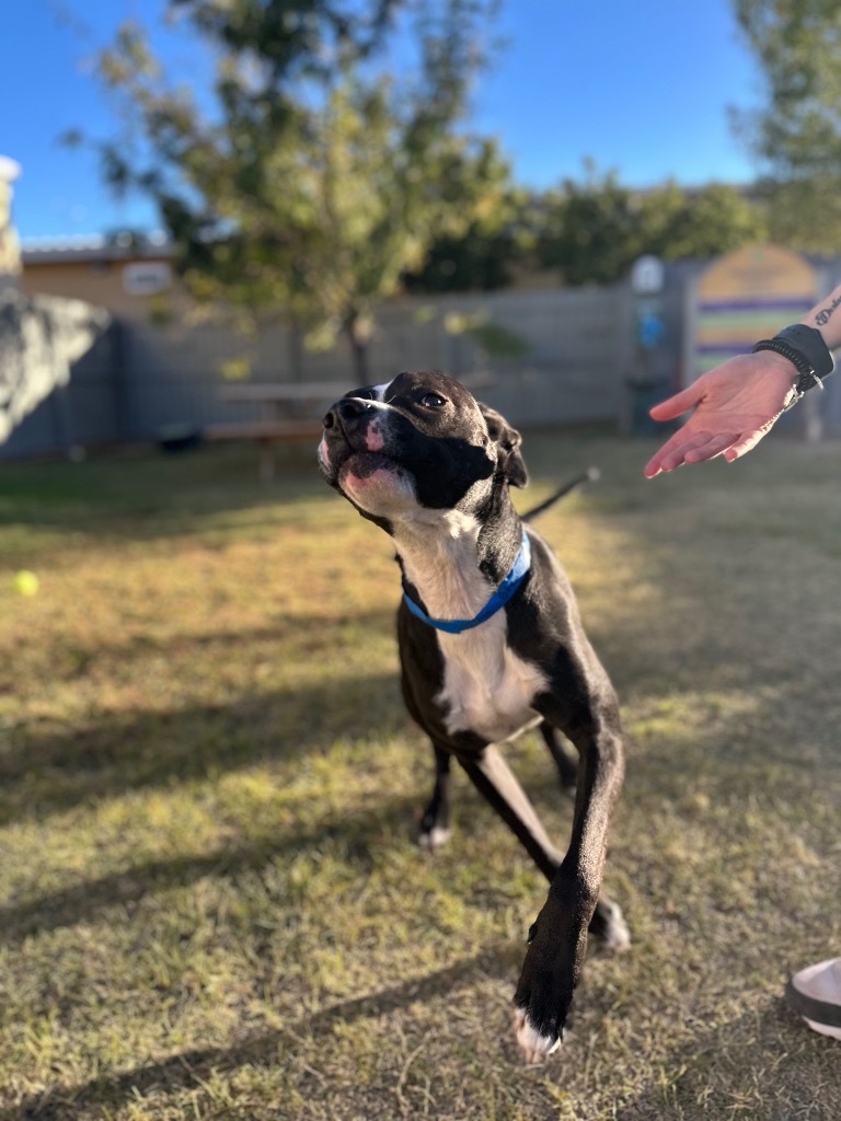 Stewie, an adoptable Affenpinscher in El Paso, TX, 79906 | Photo Image 3