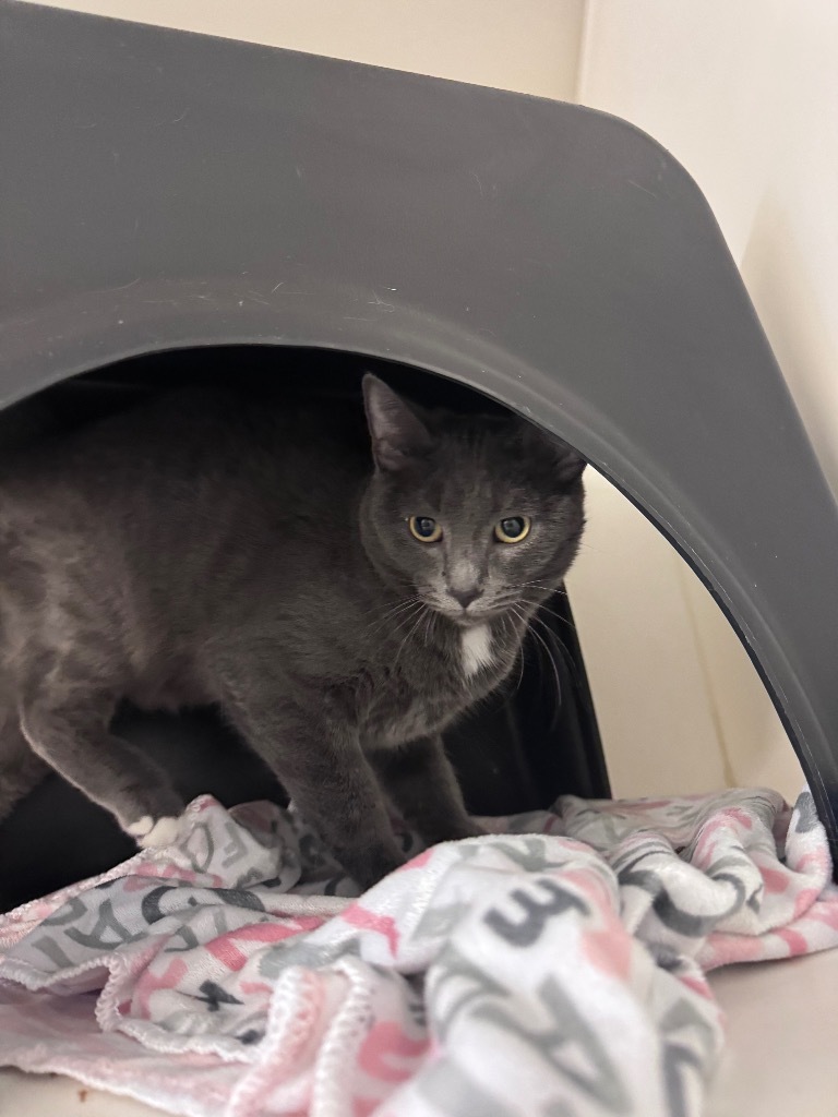 Ash, an adoptable Domestic Short Hair in Crandon, WI, 54520 | Photo Image 1
