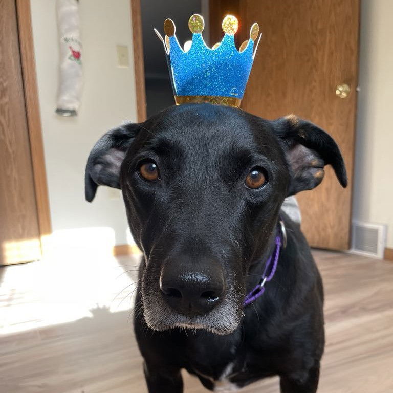 Fettuccine, an adoptable Labrador Retriever in Fargo, ND, 58103 | Photo Image 2