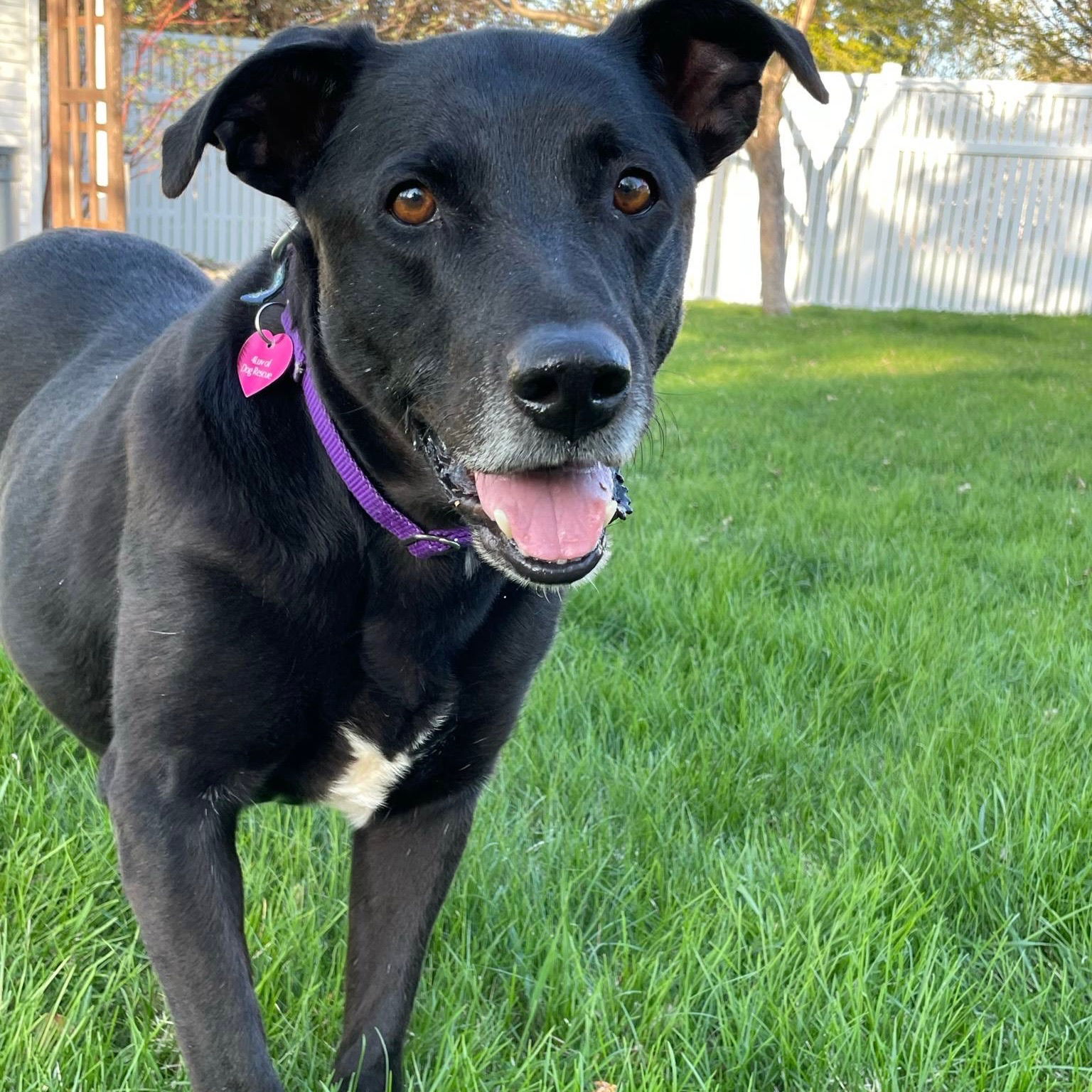 Fettuccine, an adoptable Labrador Retriever in Fargo, ND, 58103 | Photo Image 3