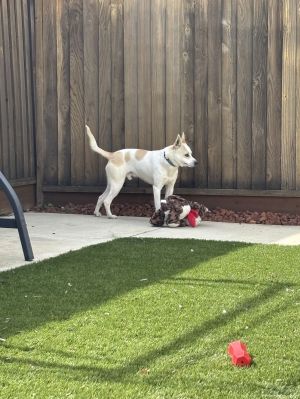 Luka, Young Male Carolina Dog