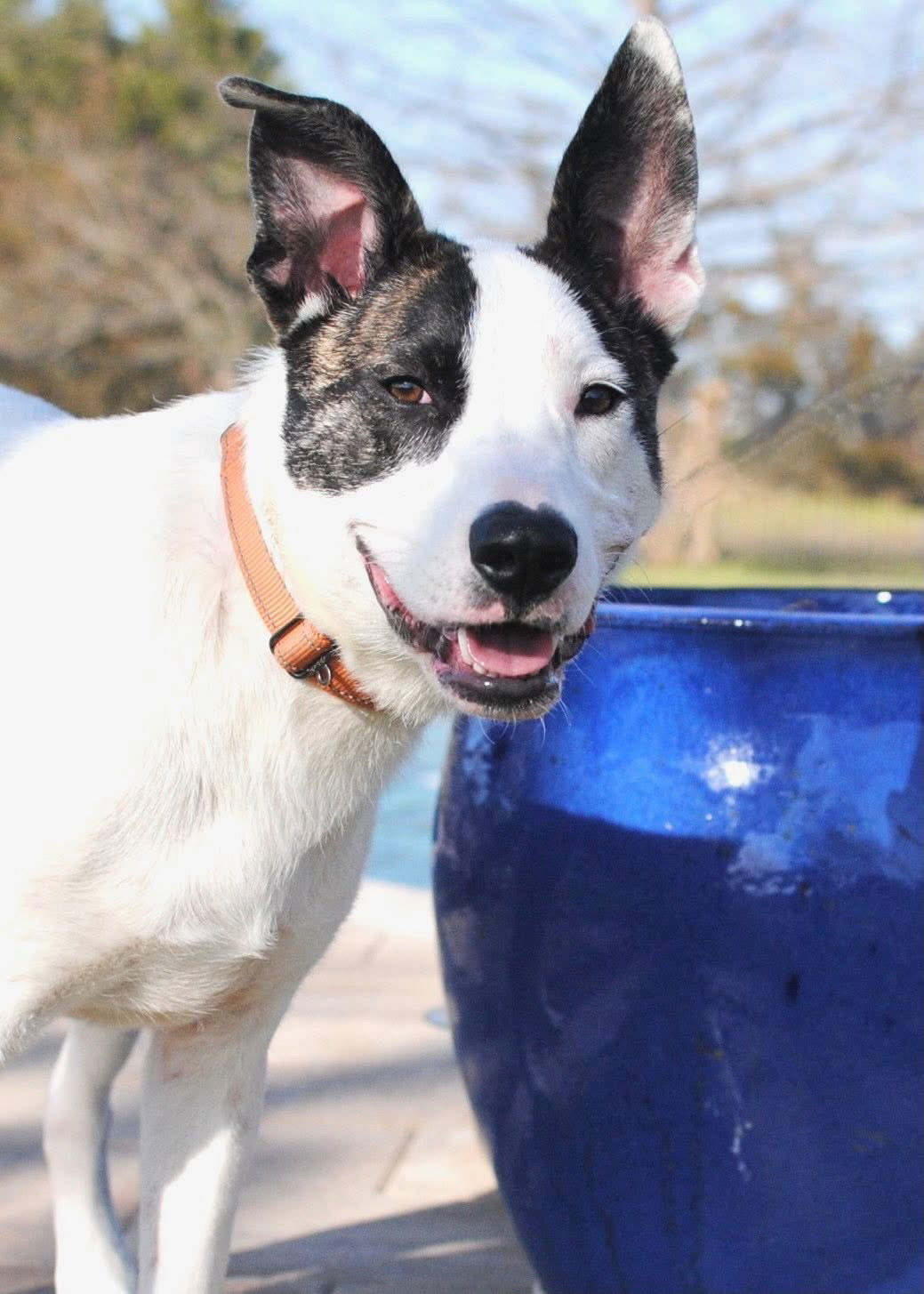 Suki