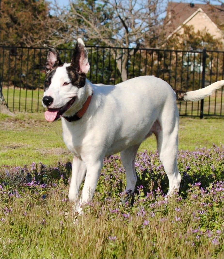 Suki