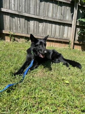 Smudge Mixed Breed Dog