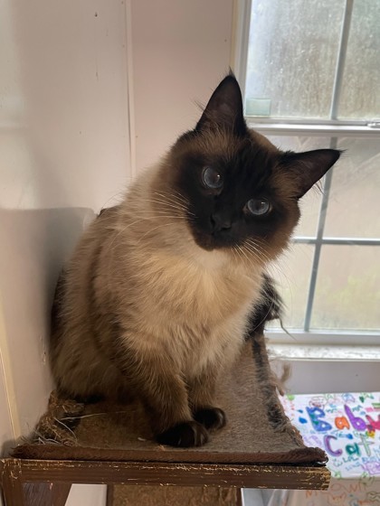 Baby Sheba (Queen of Sheba)(Baby Cat)(Sheba)
