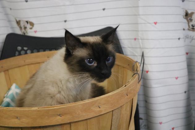 Baby Sheba (Queen of Sheba)(Baby Cat)(Sheba)