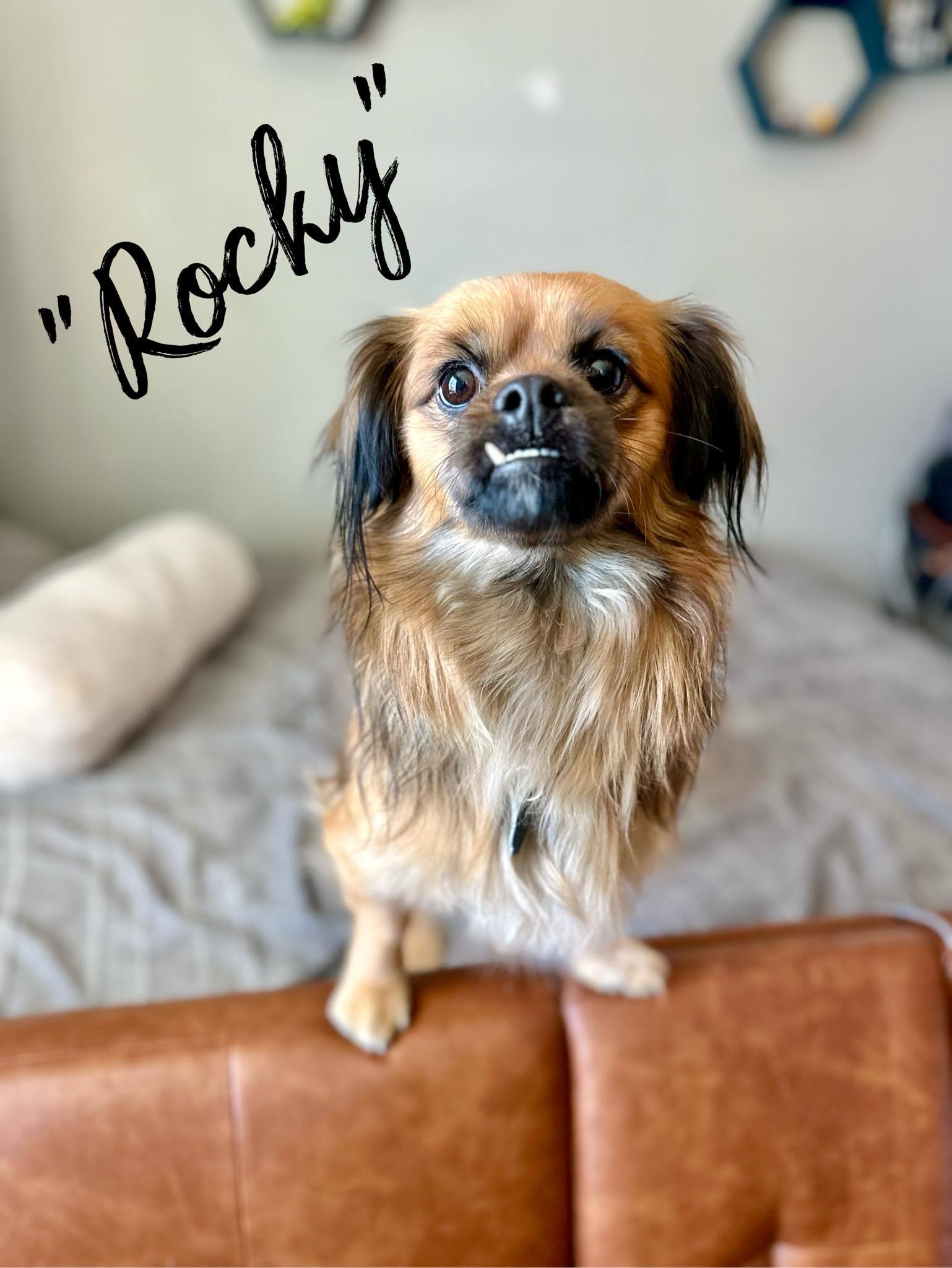 Rocky - Rolling Stone!