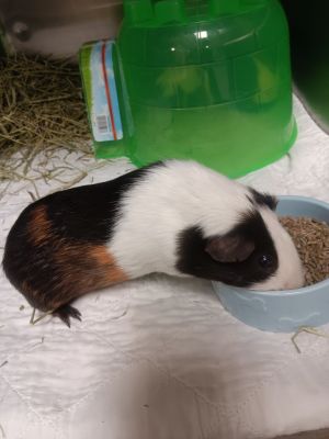 Ace, Adult Male Guinea Pig