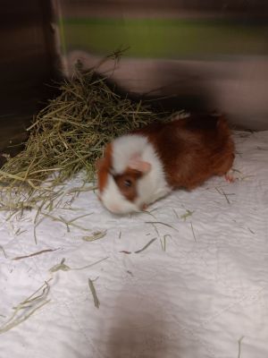 Archie, Adult Male Guinea Pig