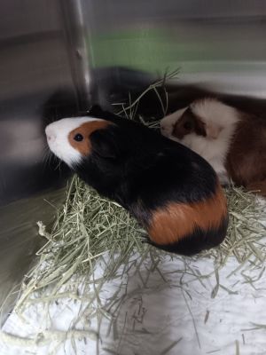 Agustus, Adult Male Guinea Pig
