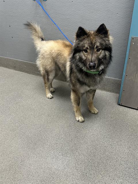 APACHE, an adoptable Samoyed, Mixed Breed in Las Vegas, NV, 89101 | Photo Image 1