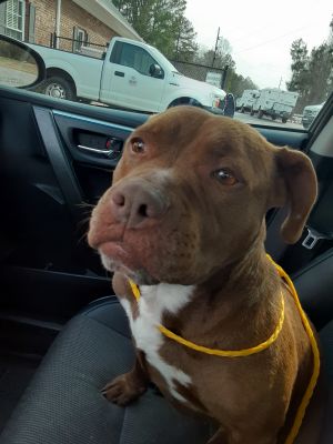 Coco #3, Adult Female Pit Bull Terrier