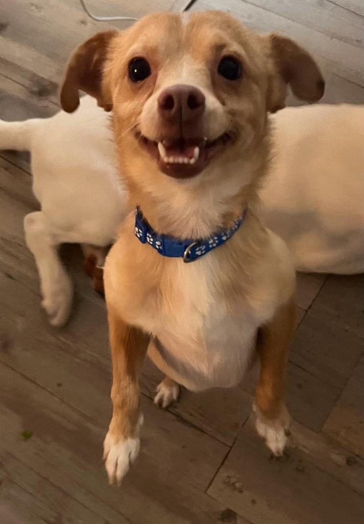 Milo, an adoptable Chihuahua in Midway, UT, 84049 | Photo Image 1