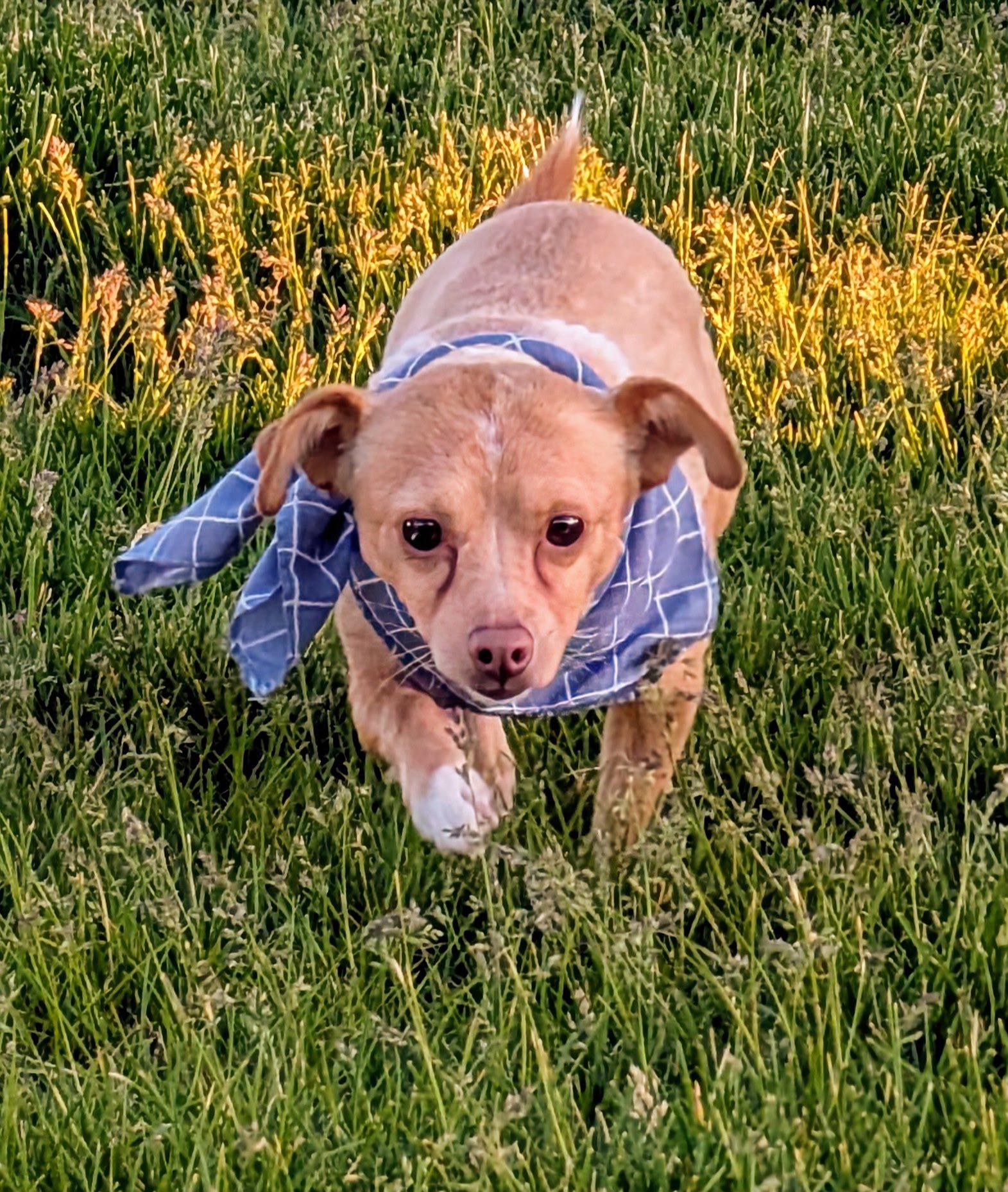 Milo, an adoptable Chihuahua in Midway, UT, 84049 | Photo Image 1