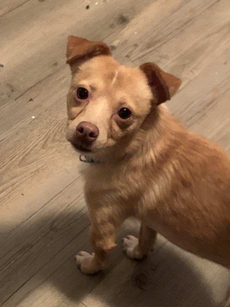Milo, an adoptable Chihuahua in Midway, UT, 84049 | Photo Image 2
