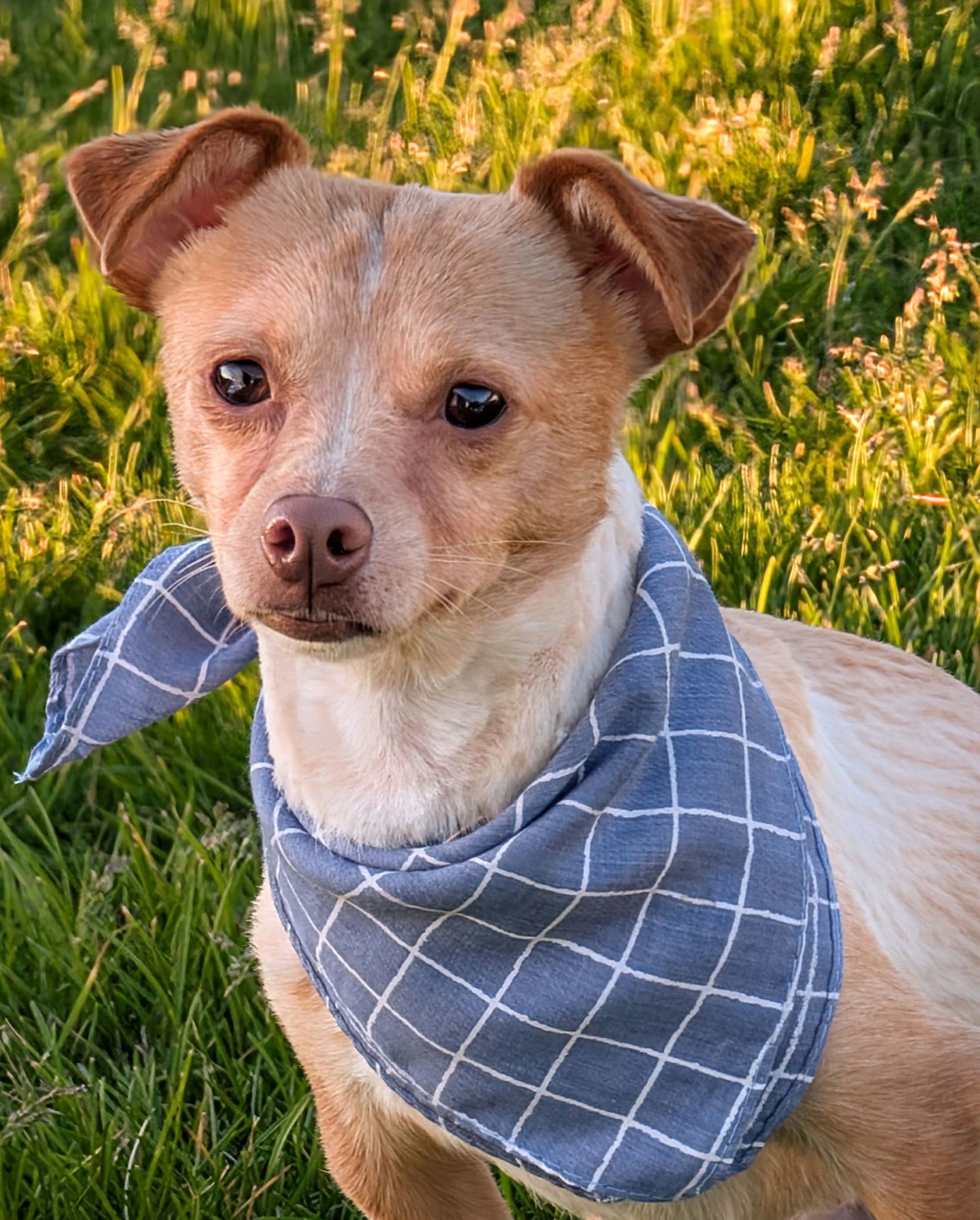 Milo, an adoptable Chihuahua in Midway, UT, 84049 | Photo Image 2