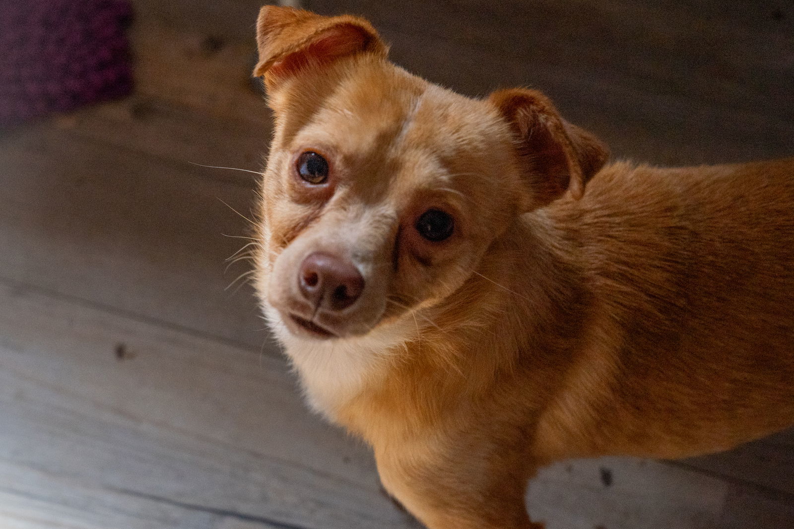 Milo, an adoptable Chihuahua in Midway, UT, 84049 | Photo Image 3