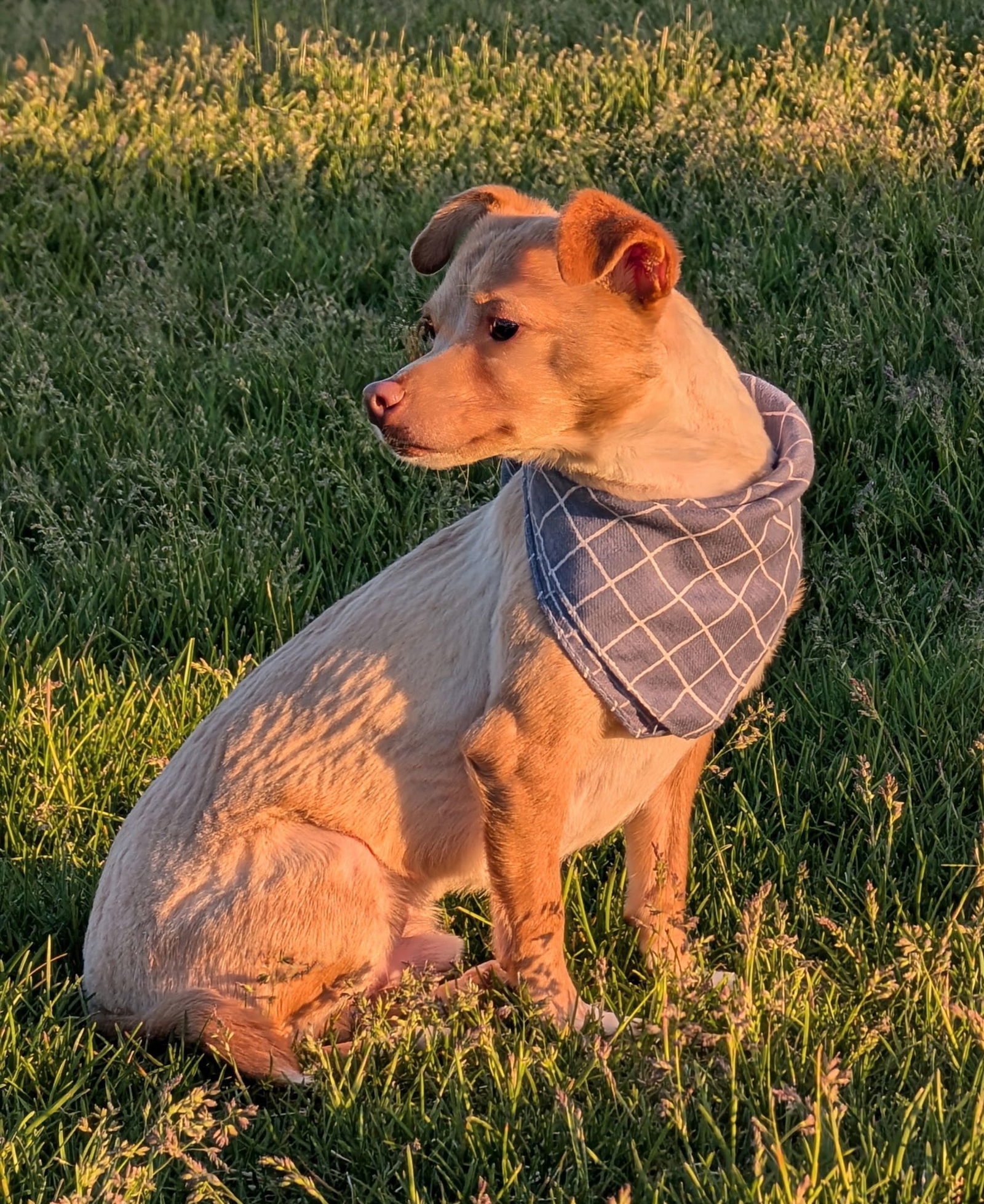 Milo, an adoptable Chihuahua in Midway, UT, 84049 | Photo Image 3