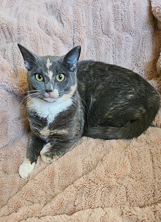 Gigi