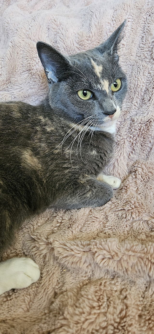 Gigi