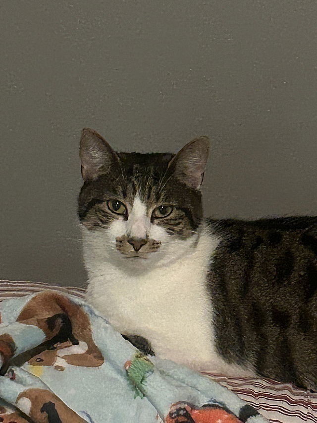 Bozenka