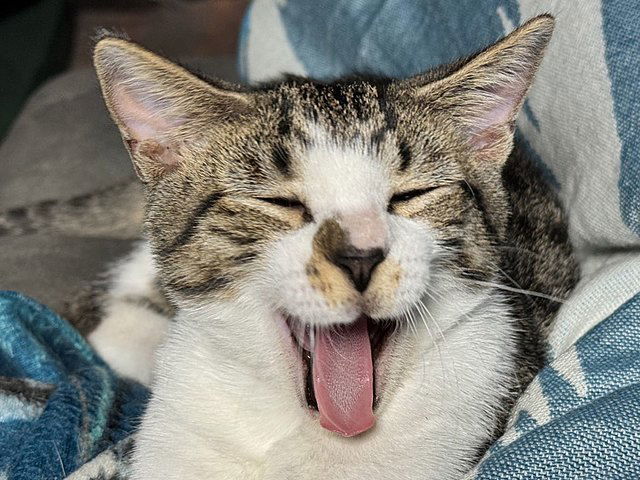 Felix