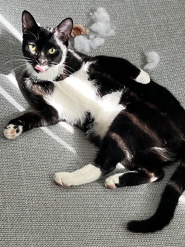 Sybil