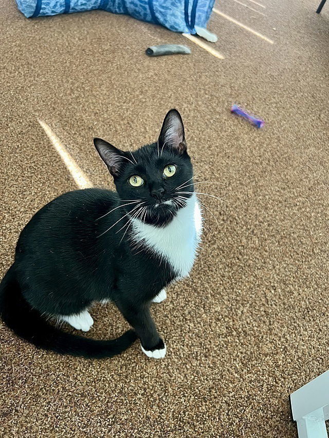 Sybil