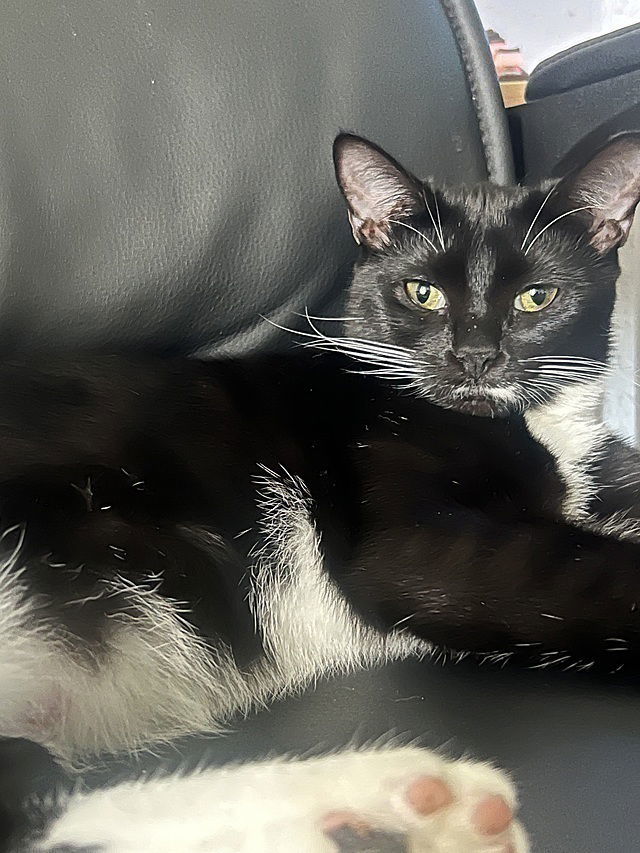 Sybil