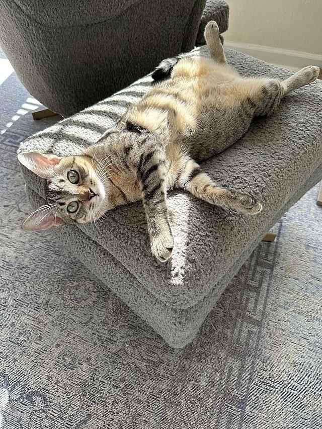 Lexi
