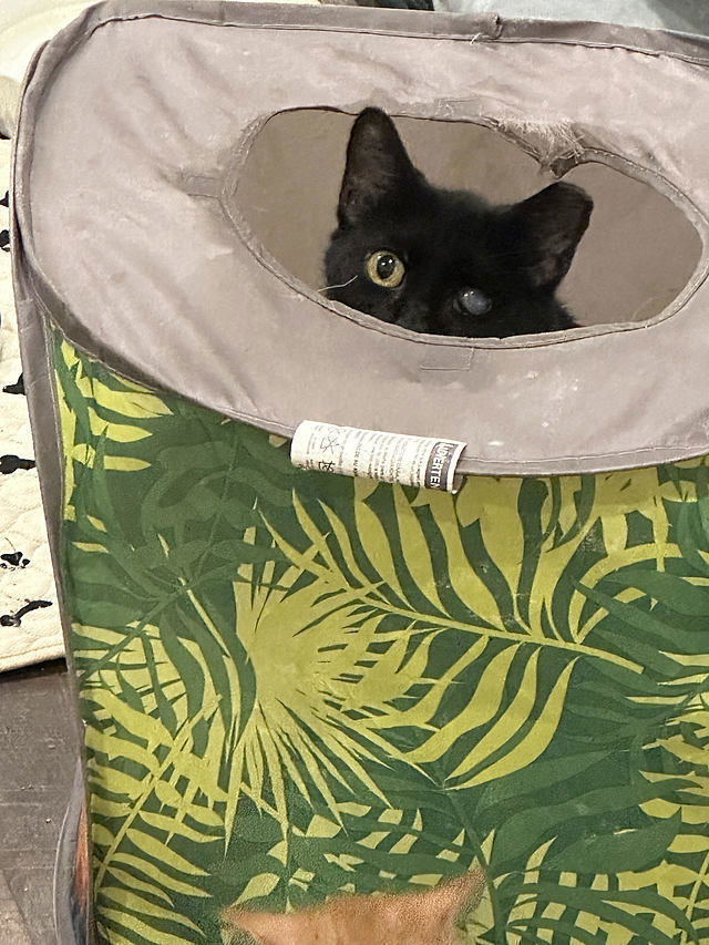 Athena