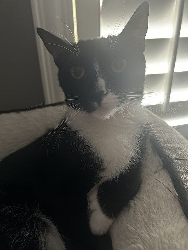 Sheeba