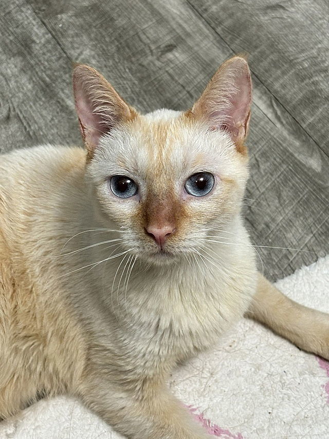 Finn