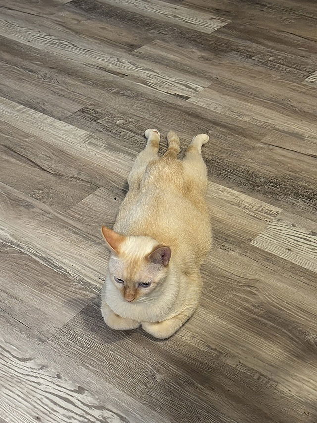 Finn