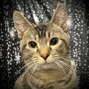 Karlie, Young Female Domestic Short Hair