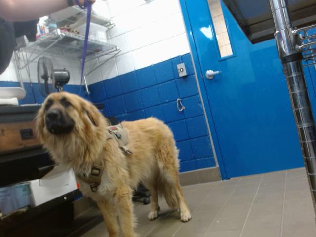 RICK, an adoptable Leonberger, Mixed Breed in Albuquerque, NM, 87112 | Photo Image 1