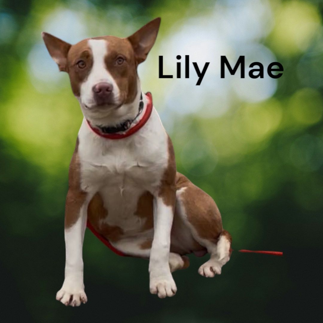 Lilly Mae