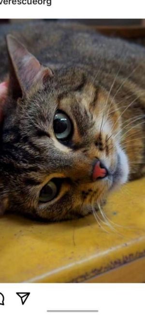Floppsy, Baby Male Domestic Short Hair
