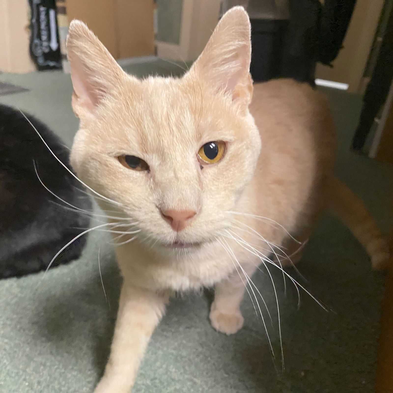 Wyatt (FIV+)