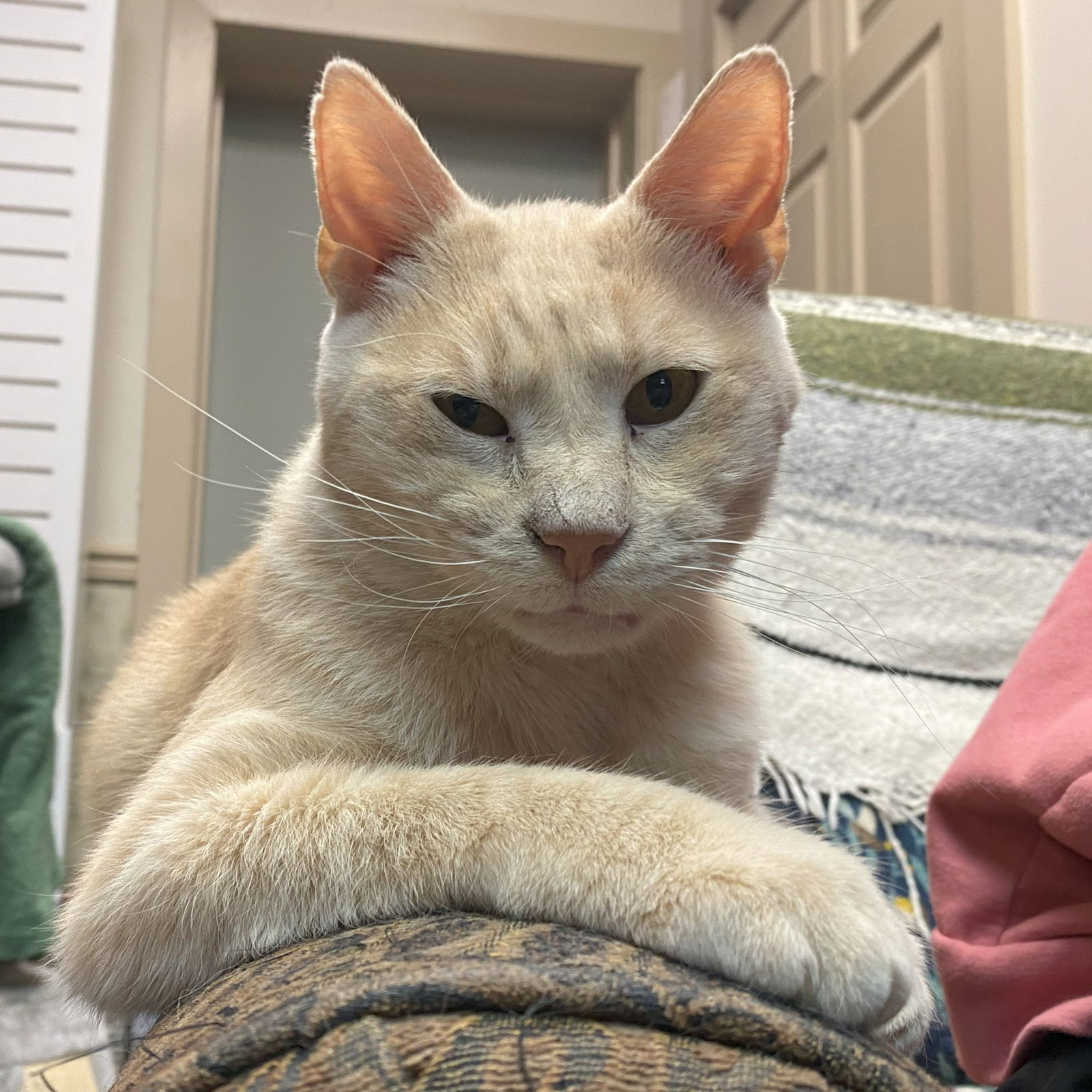 Wyatt (FIV+)