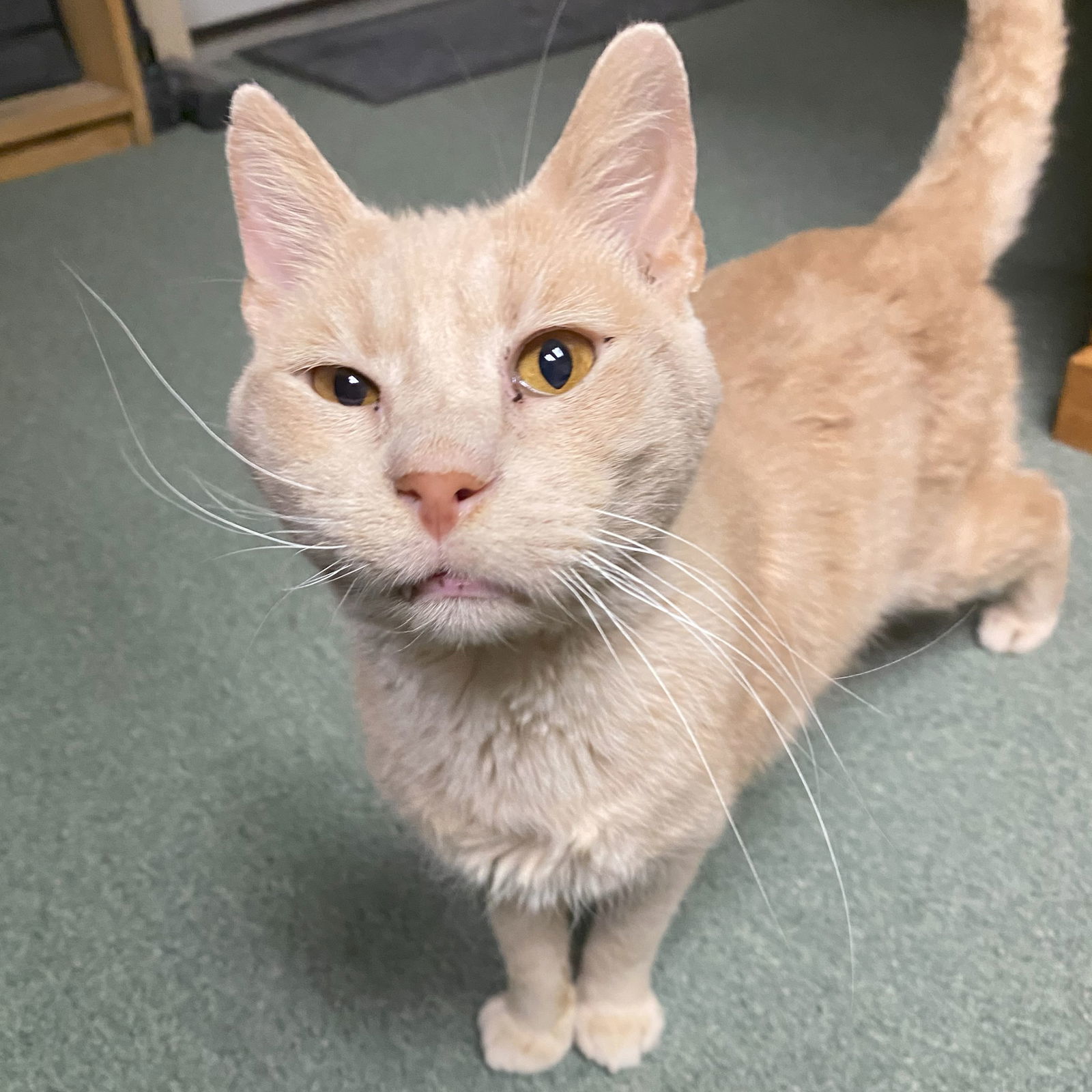 Wyatt (FIV+)