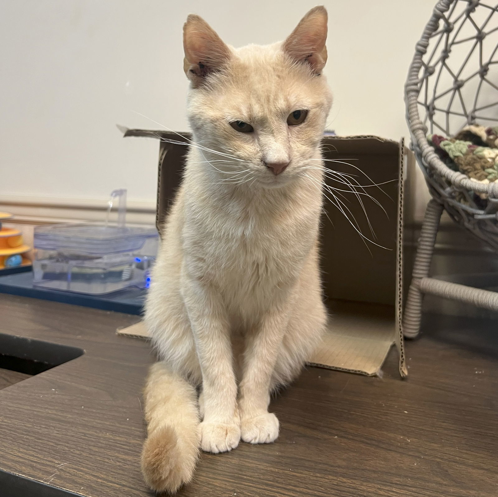 Wyatt (FIV+)