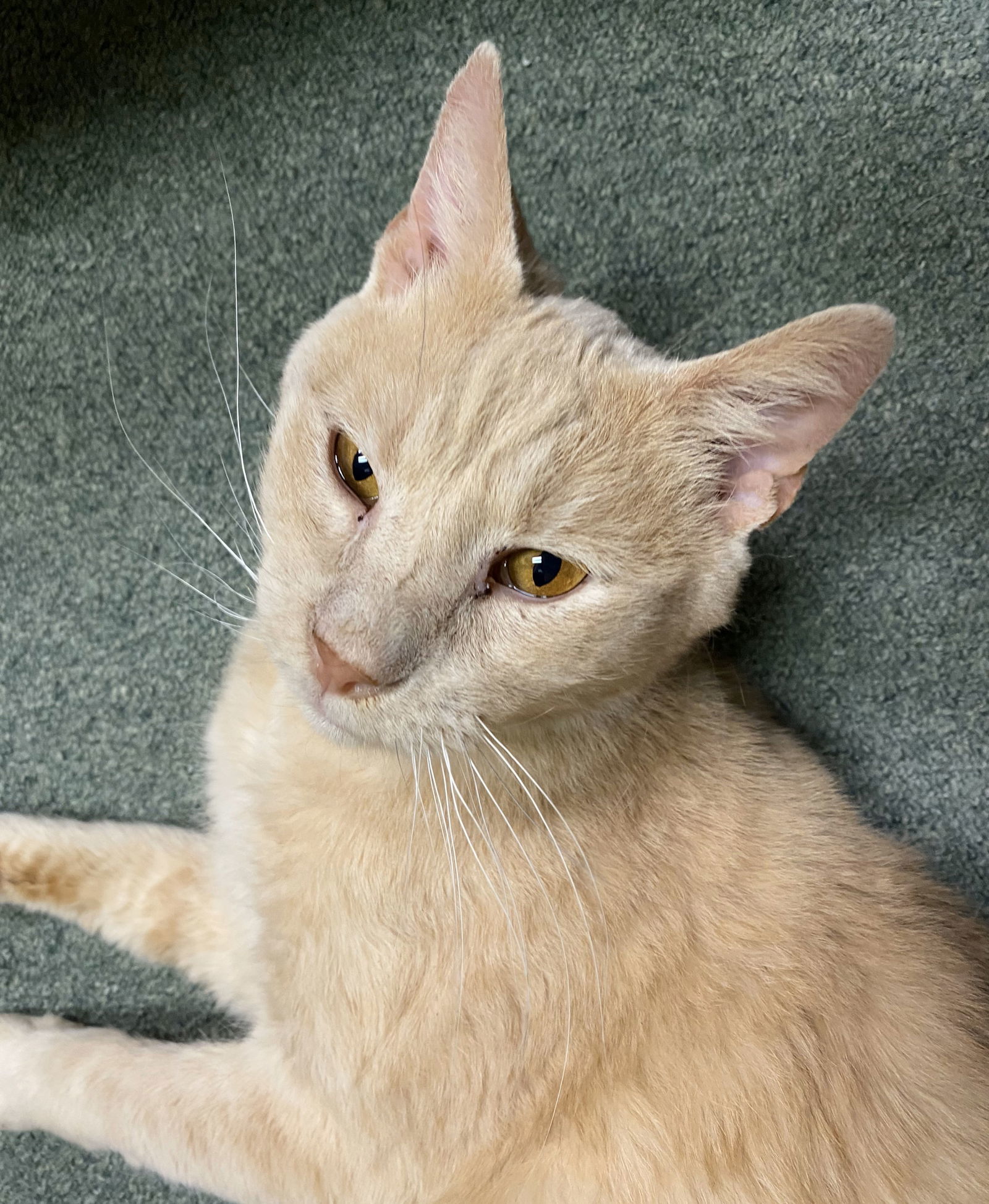 Wyatt (FIV+)