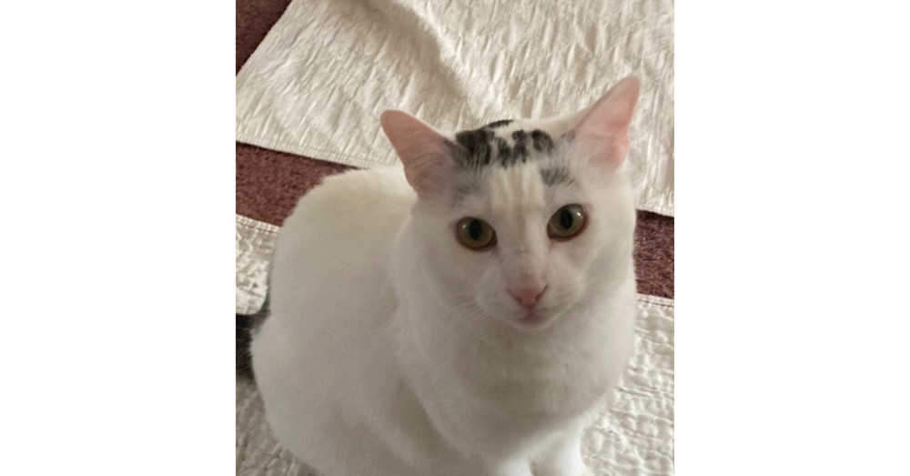 Eli