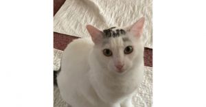 Eli, Adult Male Domestic Short Hair