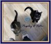 FESTER &amp; PUGSLEY (CP) photo 2